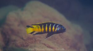 Metriaclima melissa 'Chitande Island'